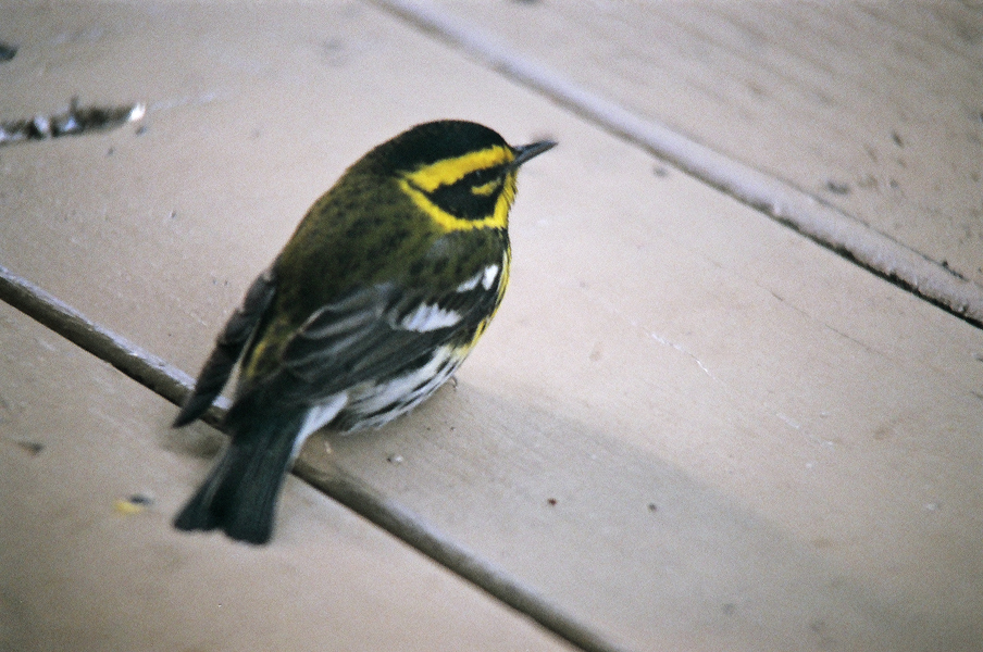 warbler, Townsends Warbler