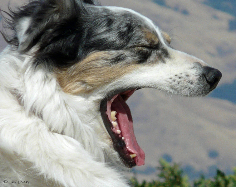 A Good Relaxed Hike, Makes for a Good Long Yawn
