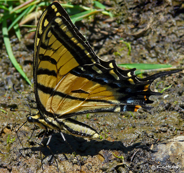 Two-tailed Tiger Swallowtail 