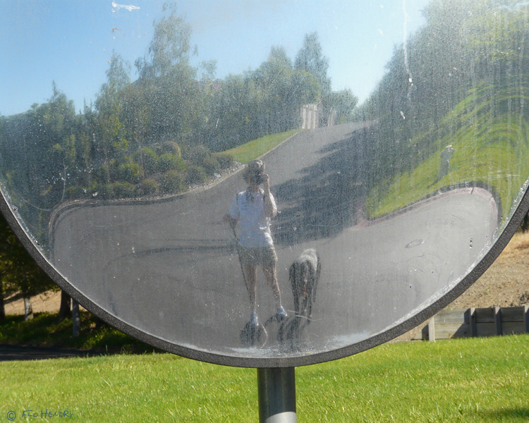 The Dog Walker