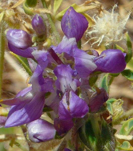 Unidentified small lavender-purple - pea family?