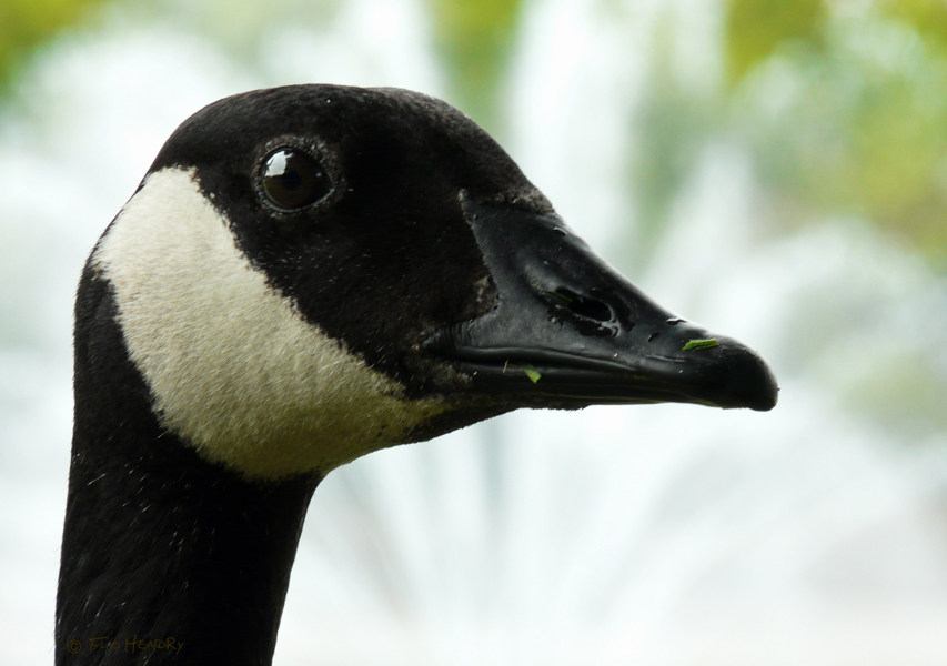 Goose - Canada