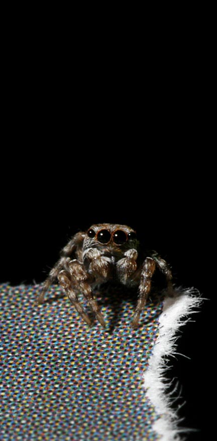 Naphrys pulex?