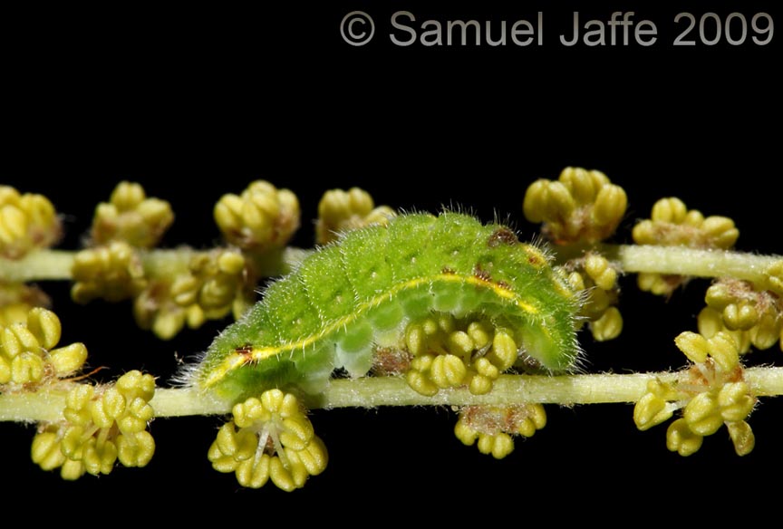 Satyrium calanus  - Banded Hairstreak