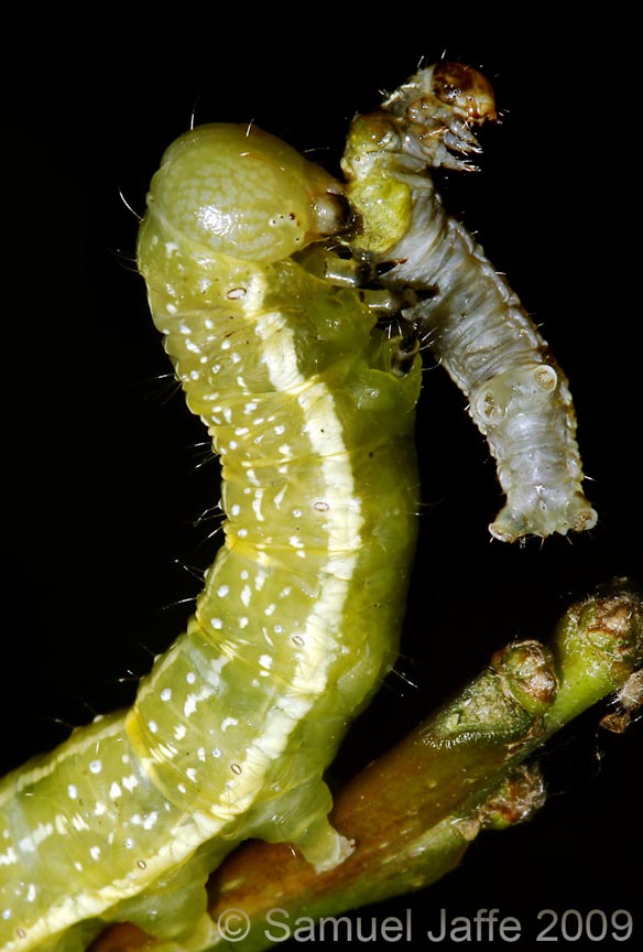 Lithophane antennata - Ashen Pinion - Death To Wintermoths!
