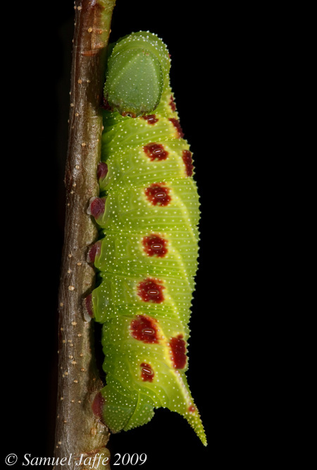 Paonias myops - Small-eyed Sphinx