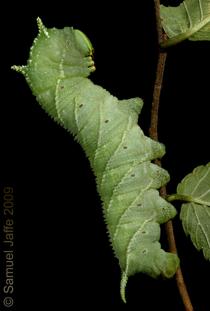 Ceratomia amyntor - Elm Sphinx