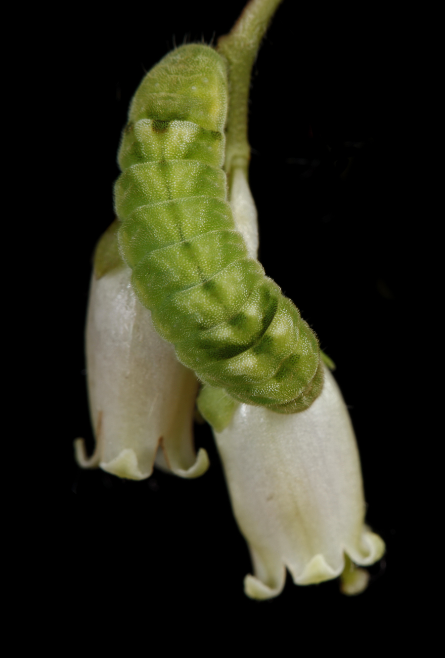 Celastrina ladon ssp. Highbush Blueberry - Spring Azure