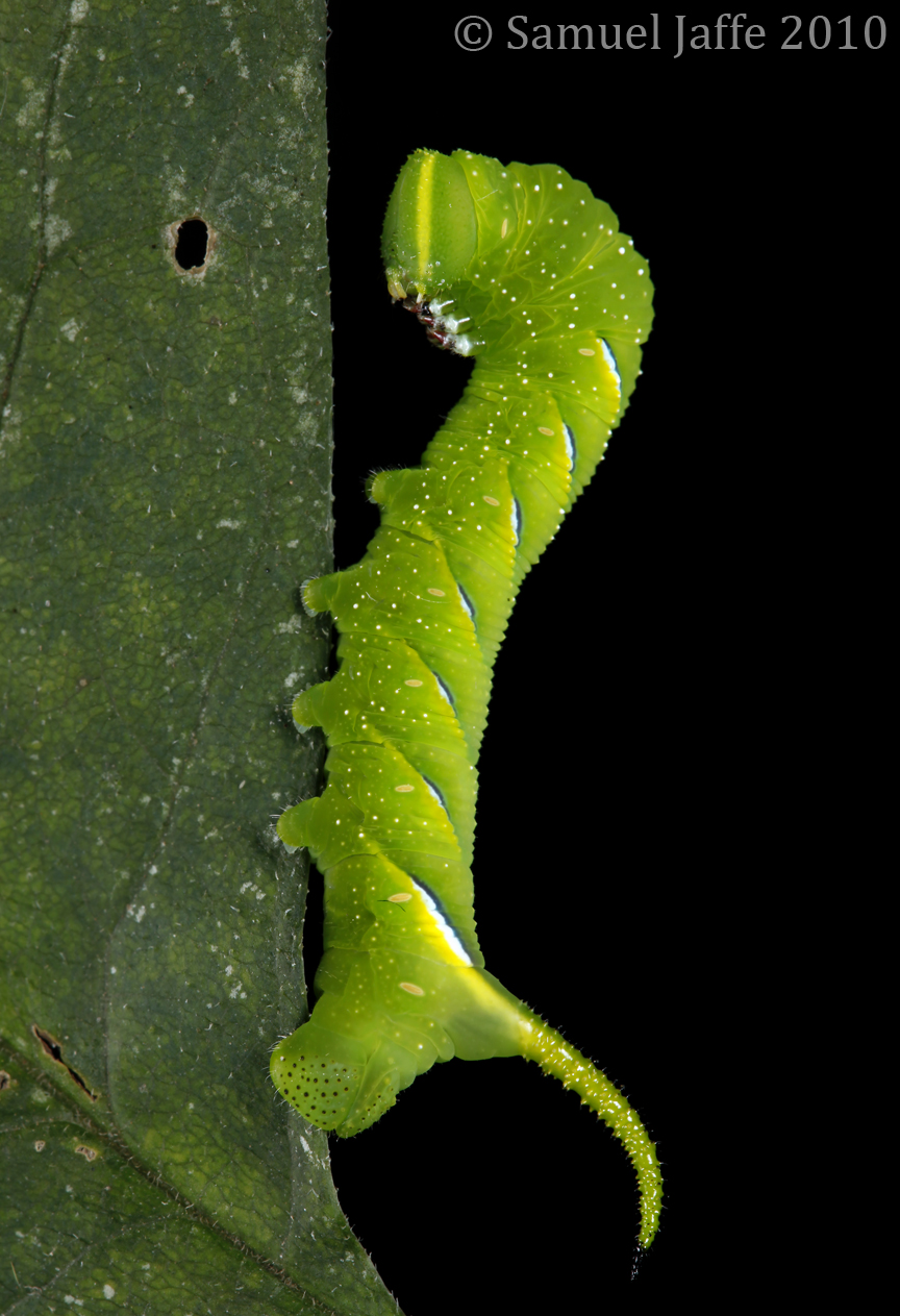 Sphinx kalmiae - Laurel Sphinx