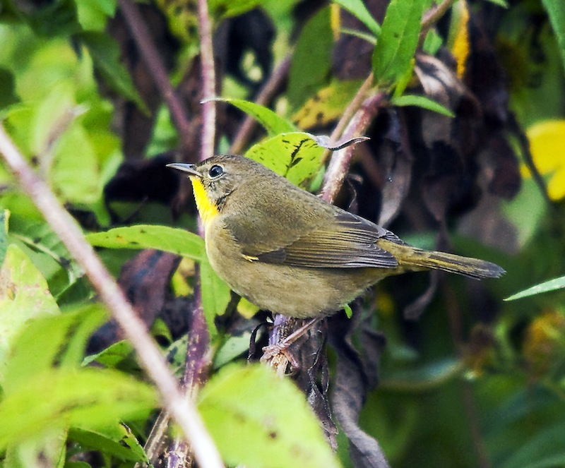 Common Yellowthroat