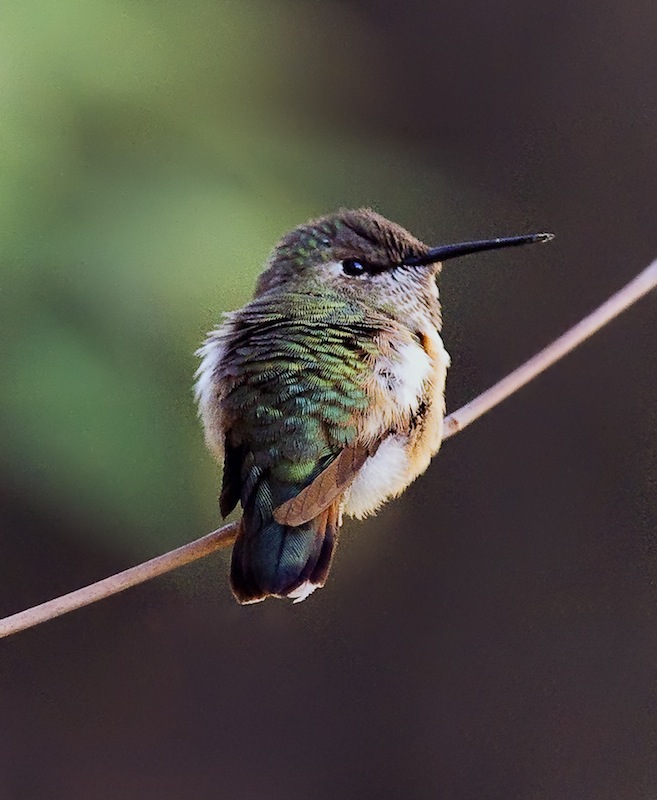 Rufous Hummingbird