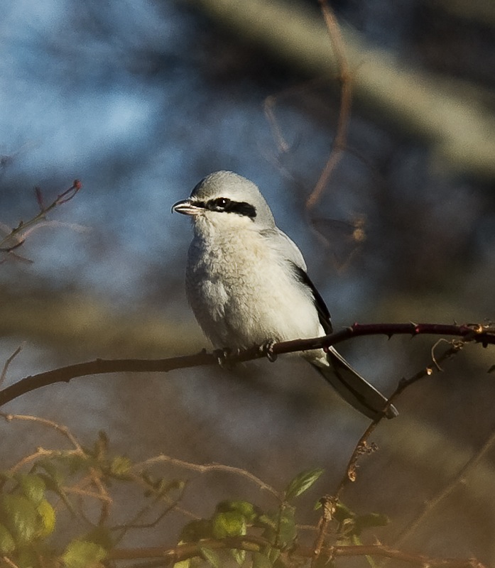 Northern Shrike