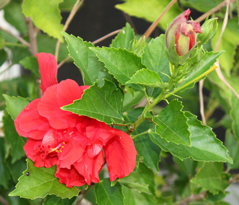 Hibiscus King Kalakua