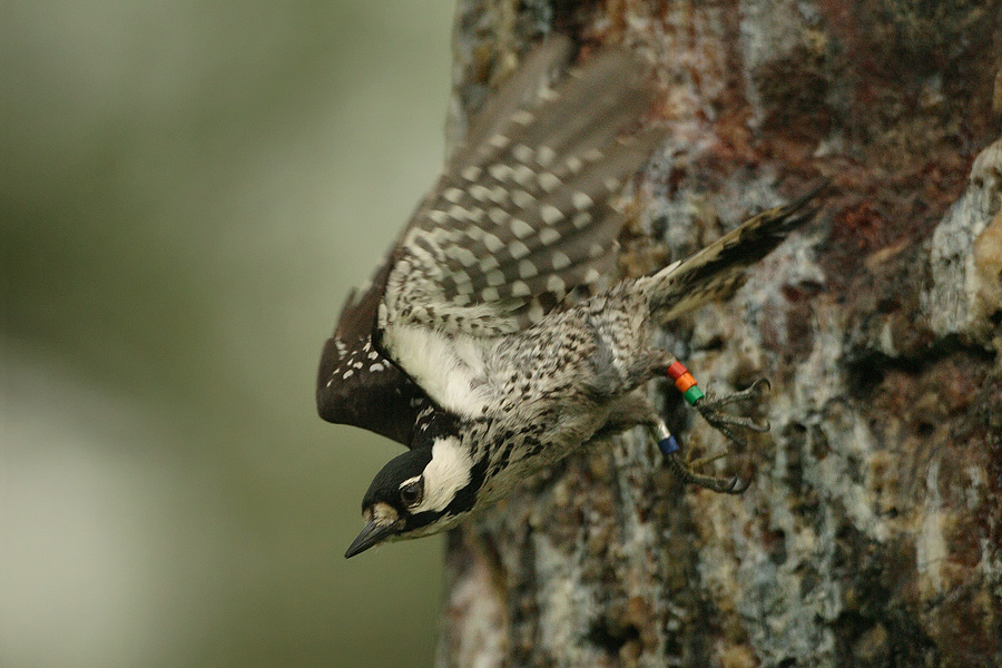 banded helper in flight