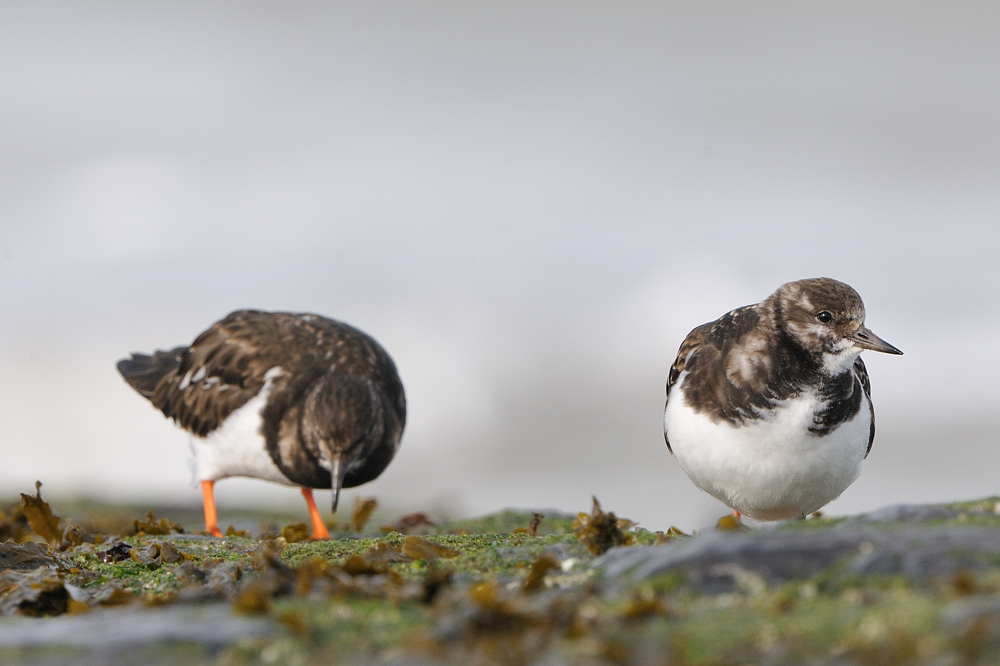 turnstone - steenloper - tournepierre  collier