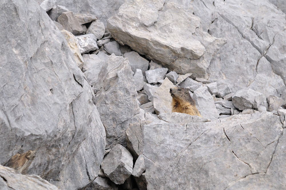 alpine marmot - alpenmarmot - marmotte des alpes