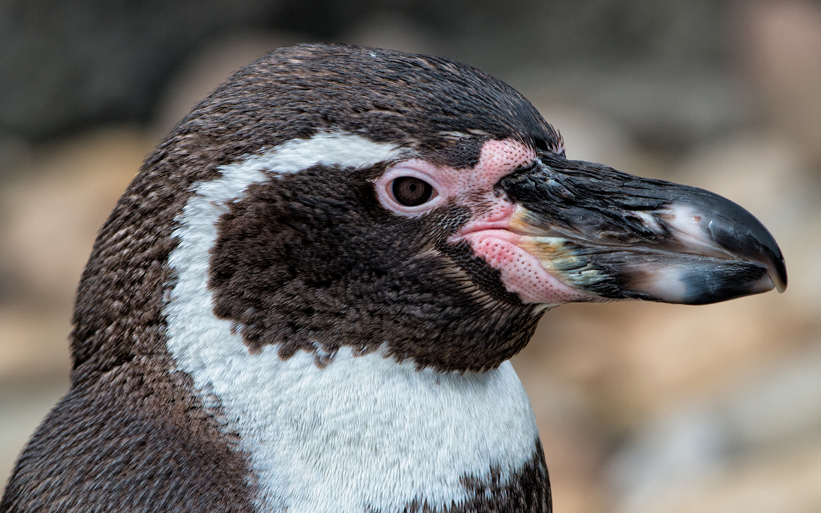 Male Humboldt Penguin