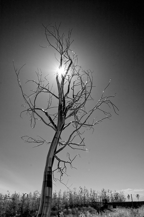 Steel Magnolia- rejected