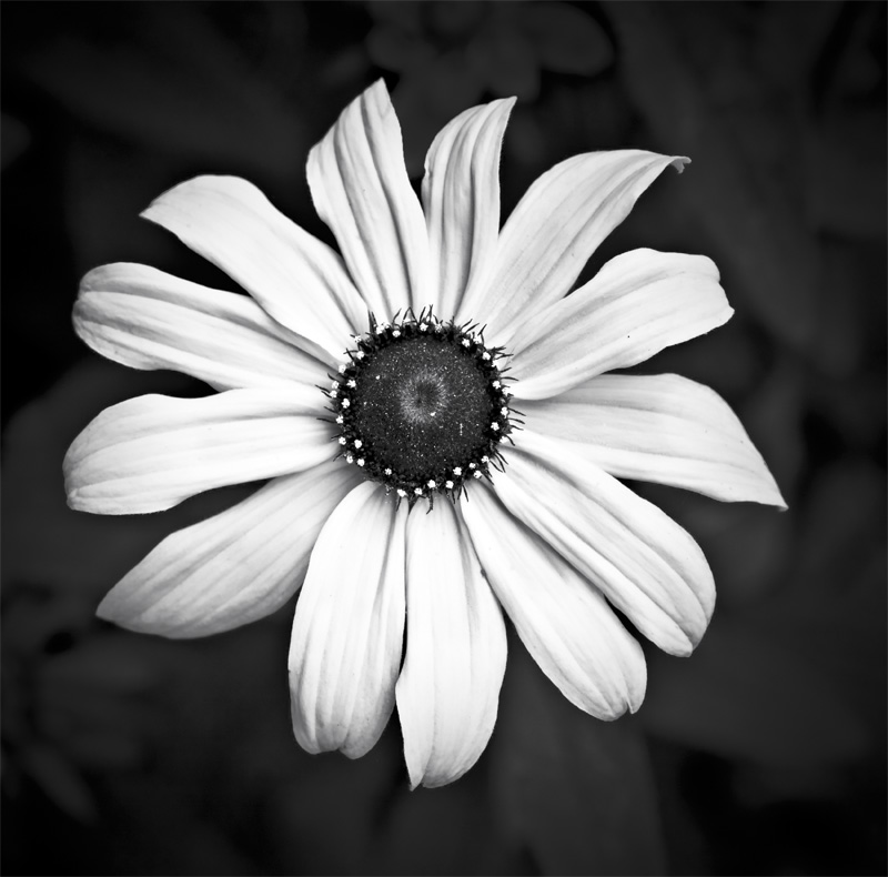 Blackeye Susan III