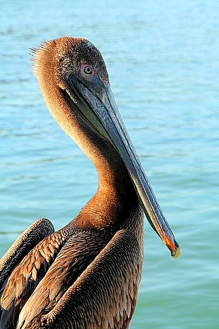 Quite the Beak*