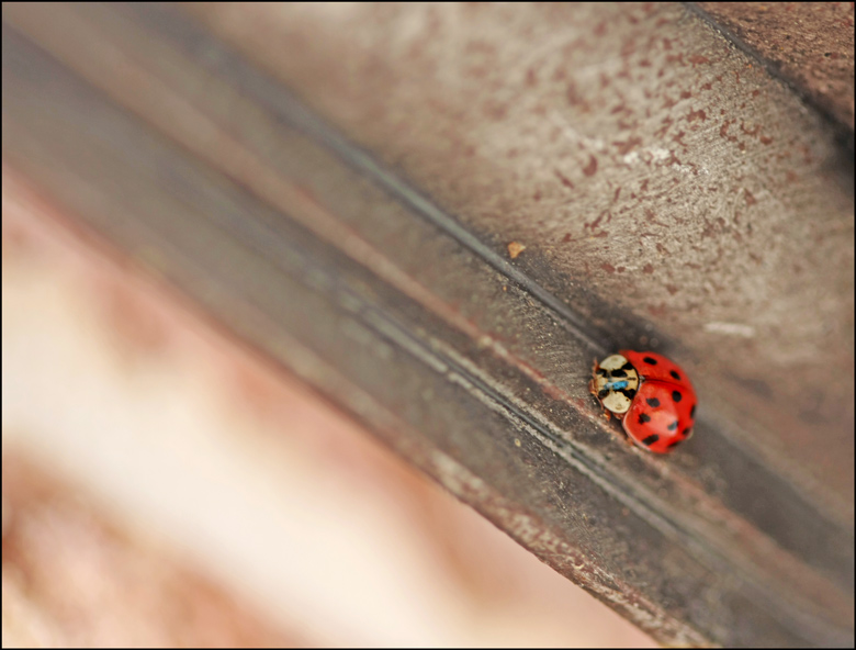 The Lady, Mrs. Bug