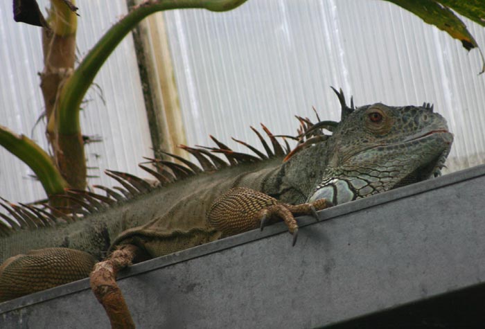 iguana