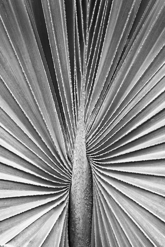 Palm