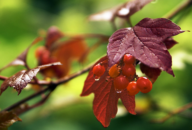 Early Fall Colors
