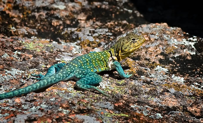 Lizzard On Rock