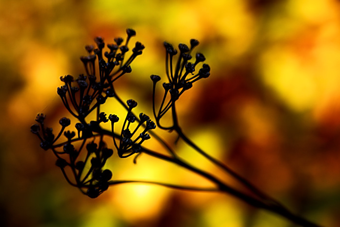 Autumn Weed