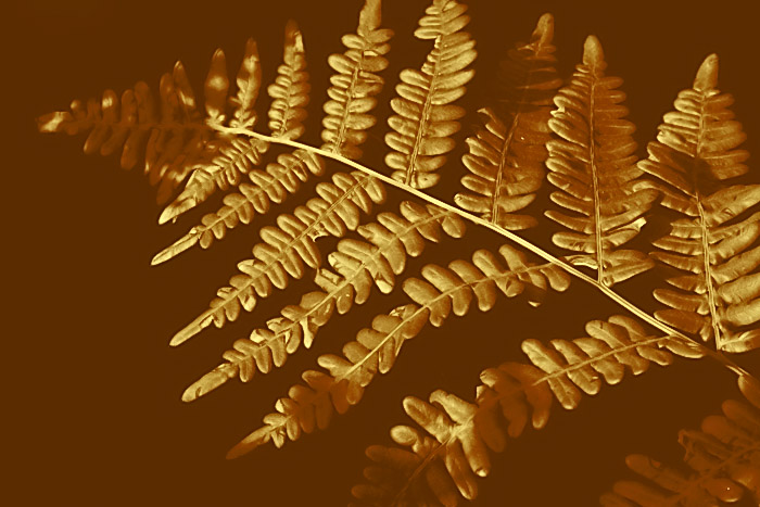 Fern
