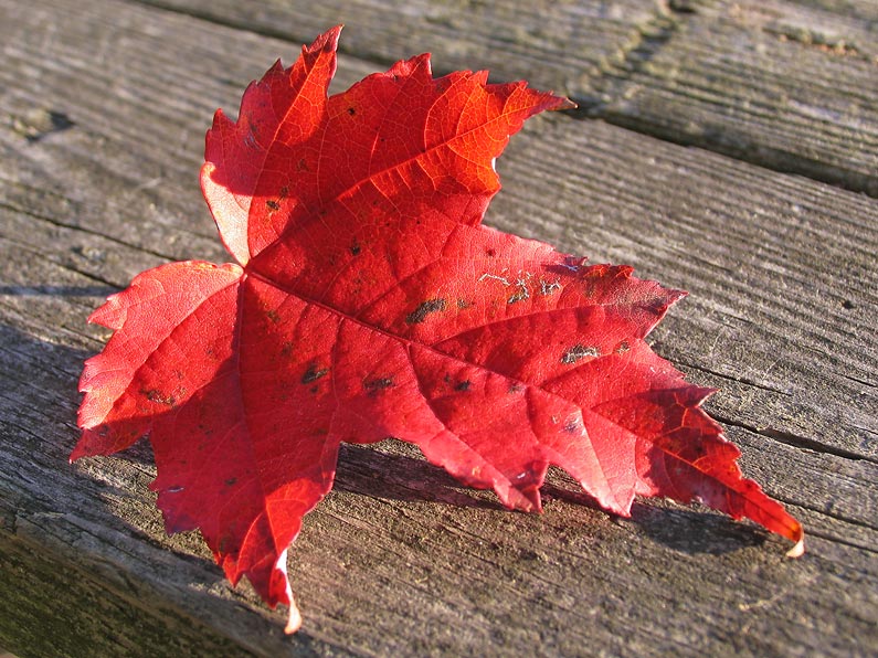 Red leaf