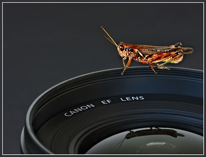 Canon EF Lens