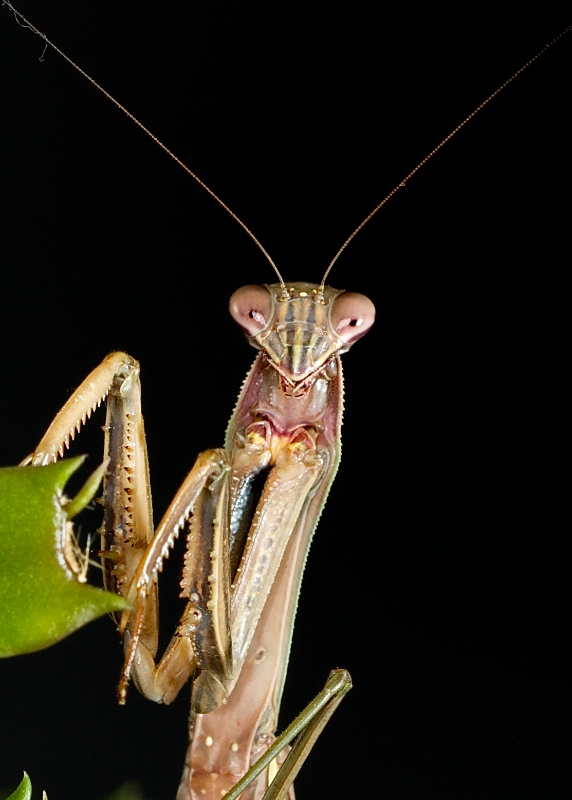 Attentive