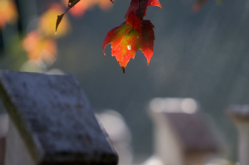 Last Remains Before Winter Gray