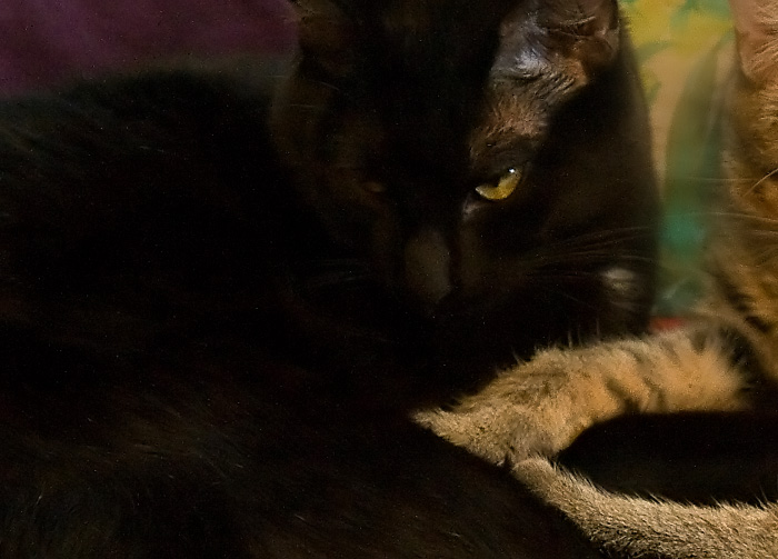 Raven Lovey