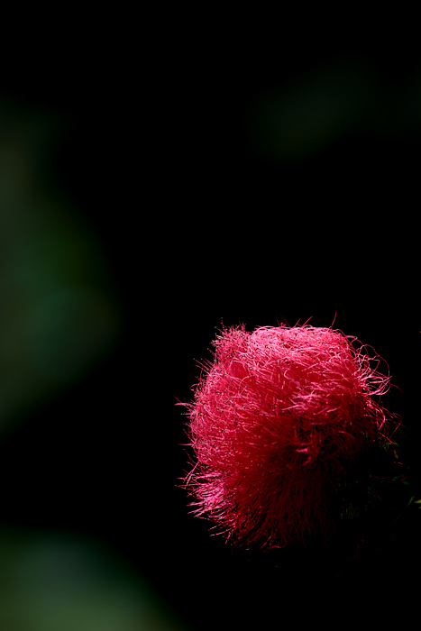 9th Place (tie) - Flower - by Rod