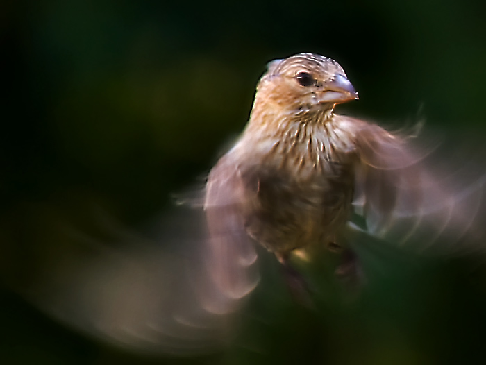 Flutter
