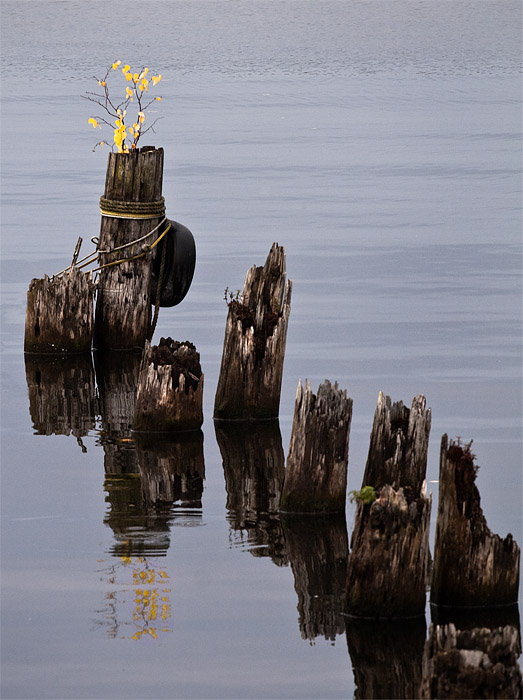 6th Place - Lonely Tree - by Brent