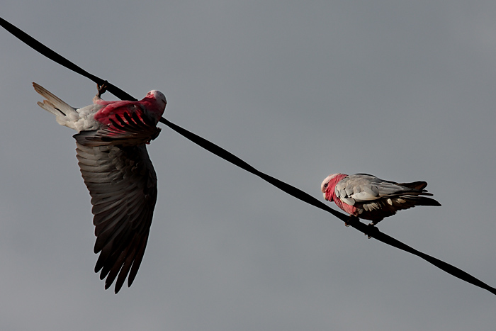 Galahs