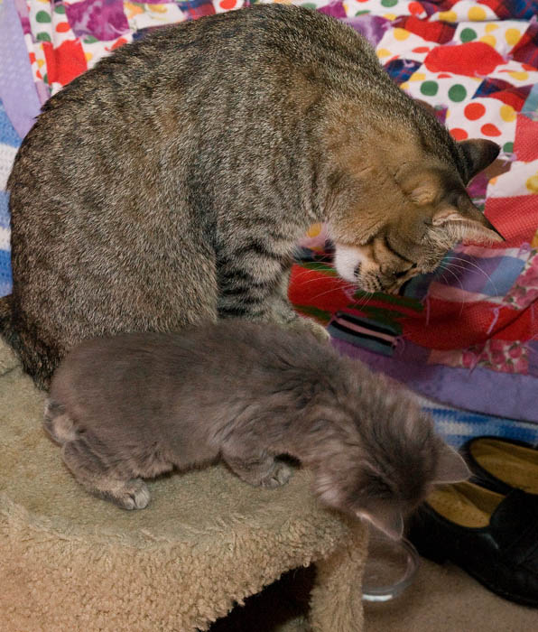 Kitten and Cat