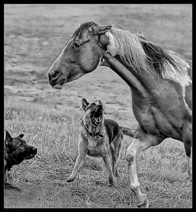 Predator Prey