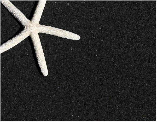 <b>11th tied: </b>Starfish<br>by CJ in CA