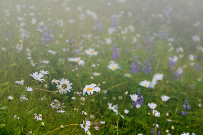 misty morning