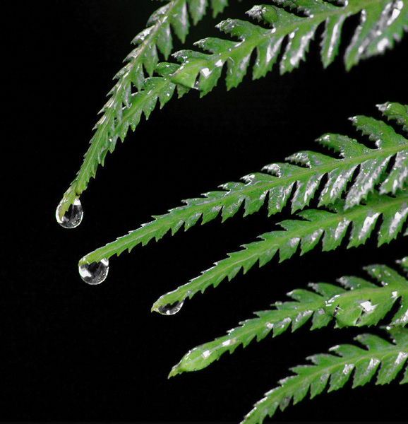 morning dew