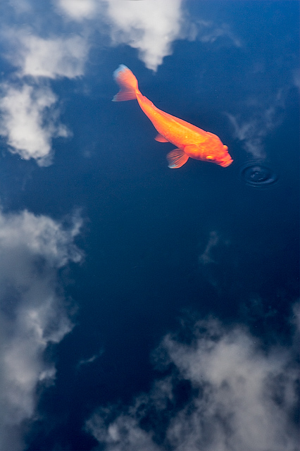 2nd - Dreams of Goldfish<br>by Paul Sumi