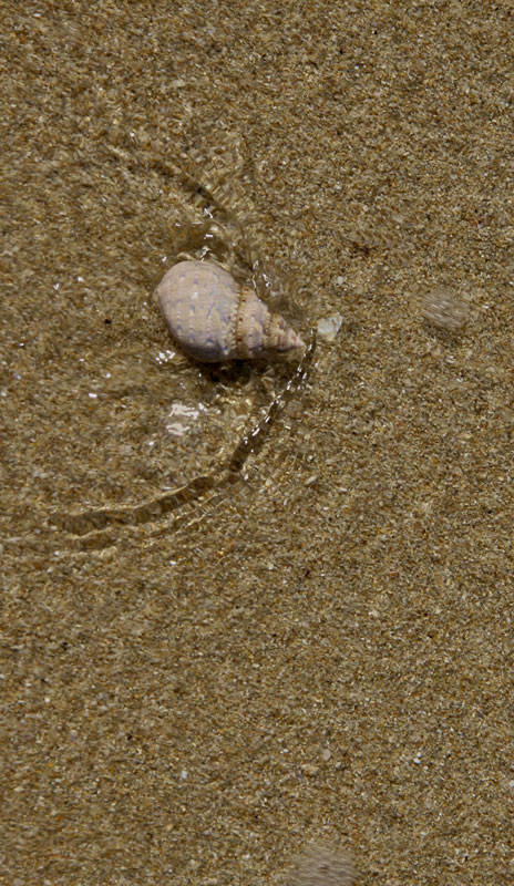 Just One Small Shell