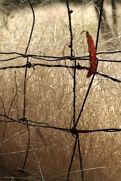 Red Leaf
