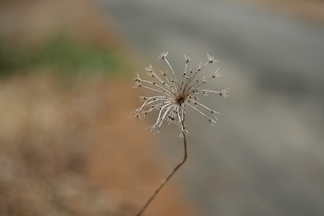 Roadside