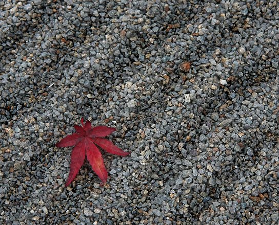 Maple Leaf